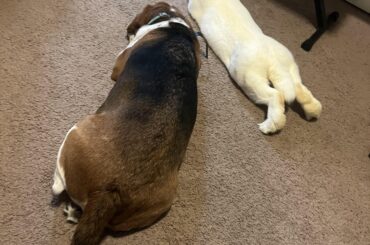 I think the bunny broke my dog