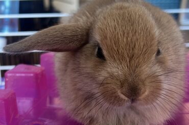 Super adorable baby bunnies need a home !