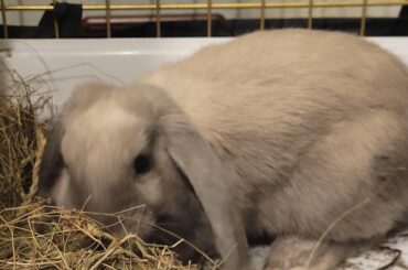 Simon enjoying hay (the tasty one)
