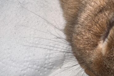 This crimped whisker on snickers.