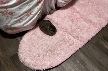 $1100 for a tummyache