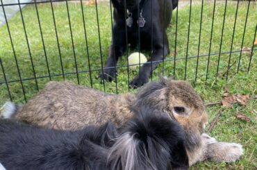 Birthday bunnies ❤️🎉  8 years old. Where is the time going?!
