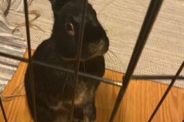 Can I have pellets?