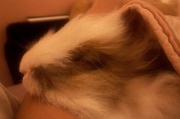My sweet boy sleeping on me with his eyes closed :3