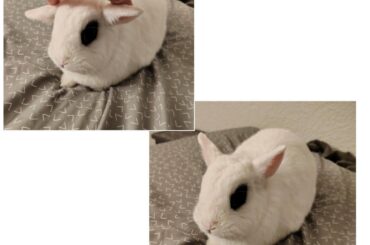 He does not wish to be a lop
