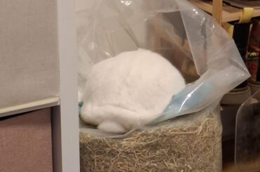 too much lucerne?