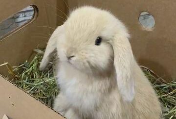 Today my baby bunny looking lazy