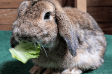 Rescued lop update -