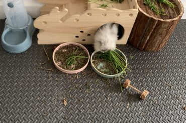 Bunny doesn’t want to eat any hay