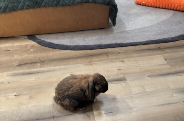 Shedding