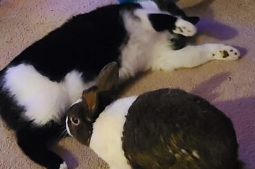 I dont have a rabbit anymore but I miss him