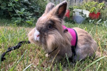 Frieda enjoying some fresh air 🍃🩵
