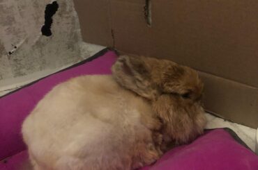 Nugget Update