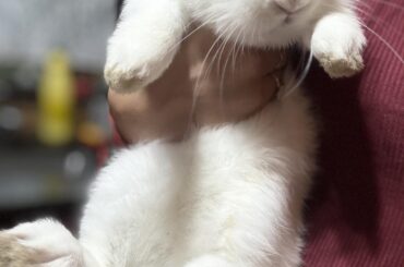 Good morning 🤍🐰