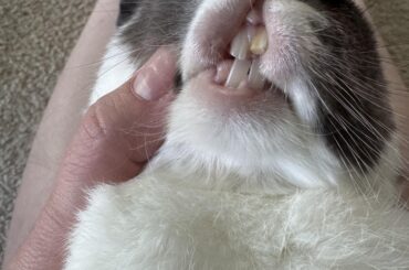 Teeth help please