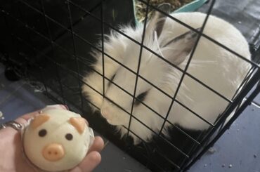 Bunny or pig?