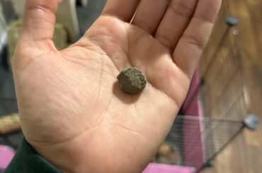 Just found a rock in my brand new 25lb box of 2nd cutting small pet select hay?