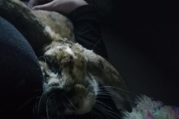 My caretakers lied and now I will lose my bunnies.