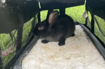 Eager to see how big he gets or what his colouring will be. Any baby bunny raising suggestions?