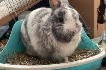 Help ID my bunny breed. Previous owner said Netherland Dwarf, but he looks different than pictures online
