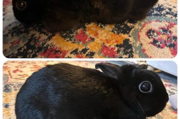 Miss Tiggles has two grey spots in the same place on both sides of her. It’s thicker kinda courser fur. I brush her everyday and she’s been shedding. But I never noticed this. Should I take her to the vet?