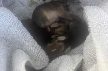 Found a bunny nest