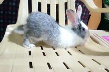Hi! I'm a new bun mom and I just want to ask why does my bunny do this?? Is she in pain? Ps: She stays like that for less than 5 seconds.