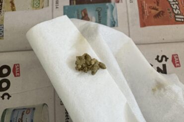 wild baby cotton tail poop looks weird
