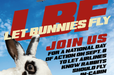 Tell Airlines Today: Let Bunnies Fly!