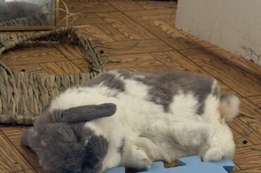 I sometimes hear what sounds like scurrying on the wooden floor, only to find he’s collapsed into a puddle of fluff