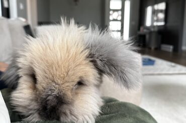 I’m just a bunny, standing in front of his hooms, asking her to give him a treat
