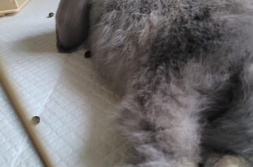 Simon update