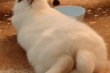 Daisy engages sploot mode