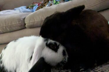 If feel like Cthulhu could've rested his head anywhere else