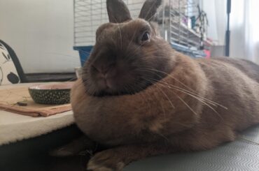 Sir
