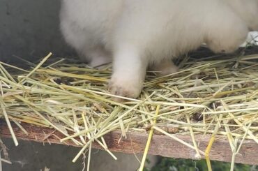 My Angor/Flemish mix looking chunky for winter :)