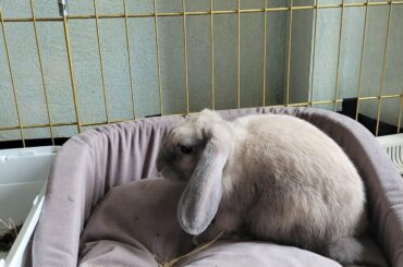 Say hi to Simon! He hopes you have a wonderful day! Also, is it ok if he prefers to sleep at day?