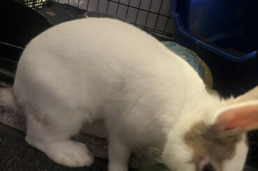 My bunny hasn’t been eating his food when it’s given
