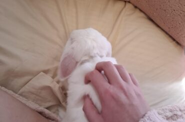 why does he dig and bite at my bed?