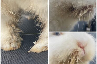 Weird and clumpy texture in my bunnies fur 😞