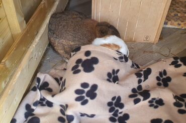 (TW illness) Bunnies with chronic illness (and the stress)
