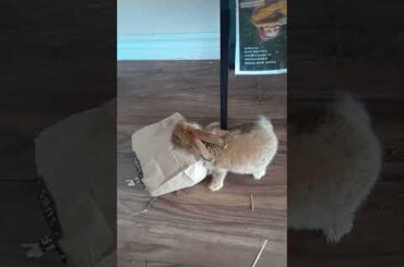 Cut a couple slits in the bottom of a paper bag. Fill with hay and a few treats. Entertained for hours!