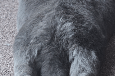 Bunny butts