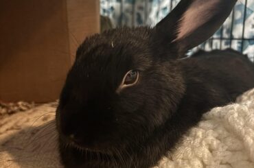 chewing/eating fabric