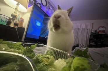 Help! My bunny has started to hump my dog :,)