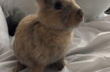 Rusty Tiger is doing so well!