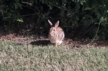 spotted at epcot, look at this sweet little face!
