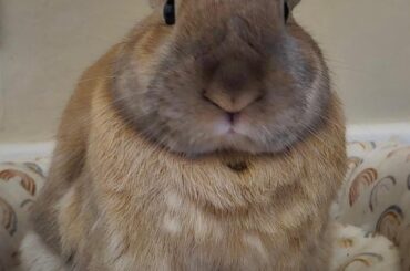 Carrot