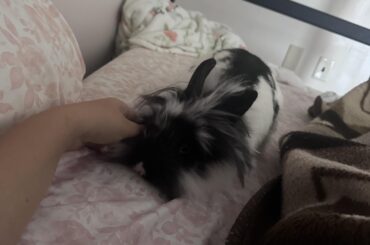 Should I get a second bunny?