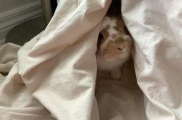 Peek-a-boo 🫣